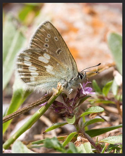 Plebejus-orbitulus-alpine-blue | PTKbutterflies