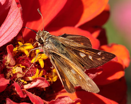 Atalopedes campestris f _7555.jpg