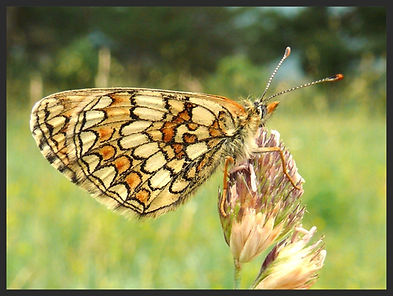 Melitaea-parthenoides-meadow-fritillary- | PTKbutterflies