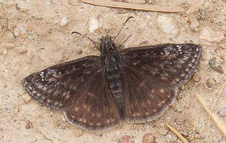 Erynnis persius WY_7387.jpg