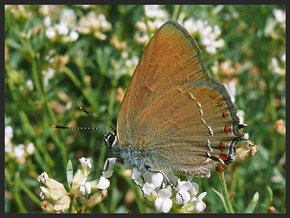 Satyrium-esculi-false-ilex-hairstreak | PTKbutterflies