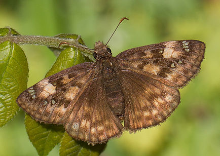 Erynnis horatius IMG_1947.jpg