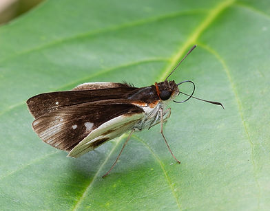 Close up Troyus fabulosus butterfly _48A8330.jpg