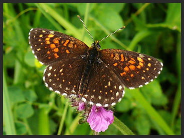 Melitaea-diamina-false-heath-fritillary- | PTKbutterflies