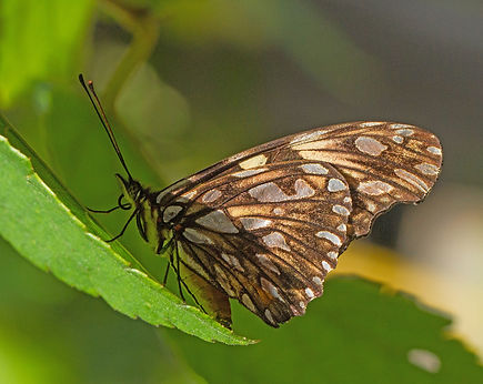 Close up Dione juno huascuma butterfly _5276.jpg