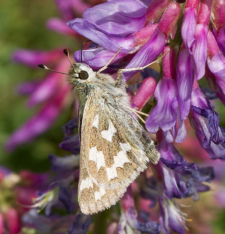 Hesperia juba_  WY_5091.jpg