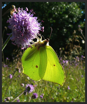 Gonepteryx-rhamni-brimstone | PTKbutterflies