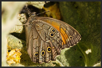 Kirinia-roxelana-lattice-brown-butterfly | PTKbutterflies