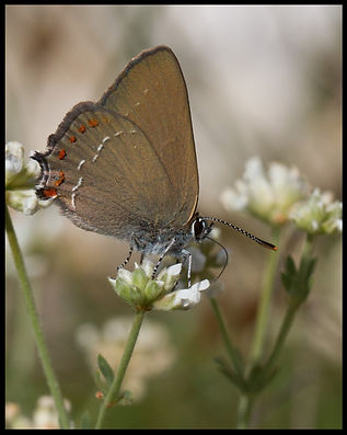 Satyrium-esculi-false-ilex-hairstreak | PTKbutterflies