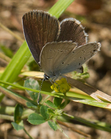 Everes-alcetas-provencal-short-tailed-blue | PTKbutterflies