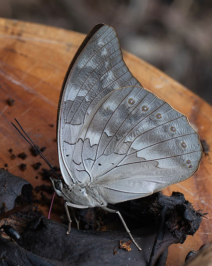 Close up Archaeoprepona demophoon butterfly _48A3839.jpg