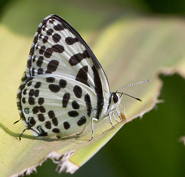 Close up Castalius rosimon butterfly_9136.jpg