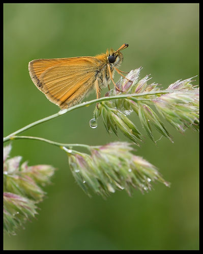 Thymelicus-lineola-essex-skipper | PTKbutterflies