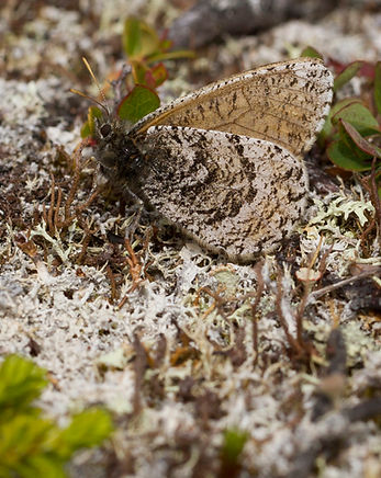 Oeneis-bore-Arctic-Grayling | PTKbutterflies