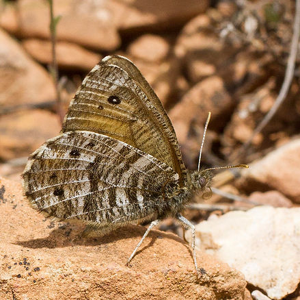 Oeneis uhleri MO_7351.jpg