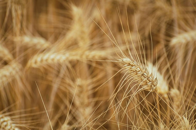 Wheat7.jpg