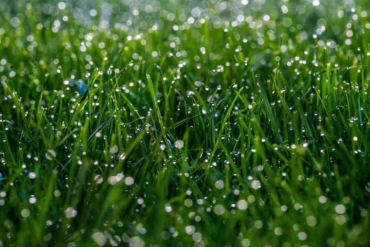 green grass background, meadow, lawn, grass, wet grass, rain, drop, water, wet, wallpaper.