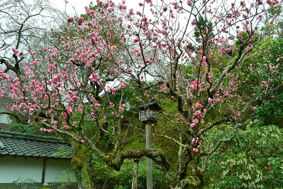 竹林院