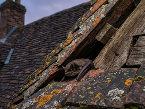 Can you block holes in a roof if bats might be present?