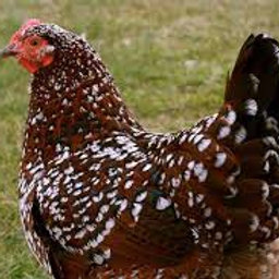 6 Speckled Sussex eggs | Littleman poultry