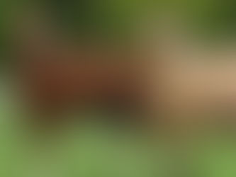 Caballos: La Argentina es líder en producción y tiene un gran potencial exportador