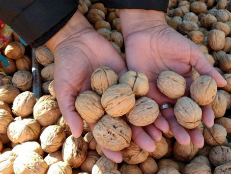 La nuez pecán, una economía regional que crece con fuerza desde el Litoral