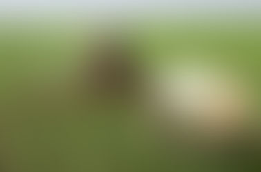 Sigue paralizado el mercado argentino de fertilizantes ante un nuevo impuesto a importaciones