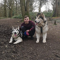 Dogs walking in Himley plantation