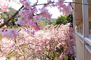 桜 ハートフルふしおベランダから (3) - コピー.JPG