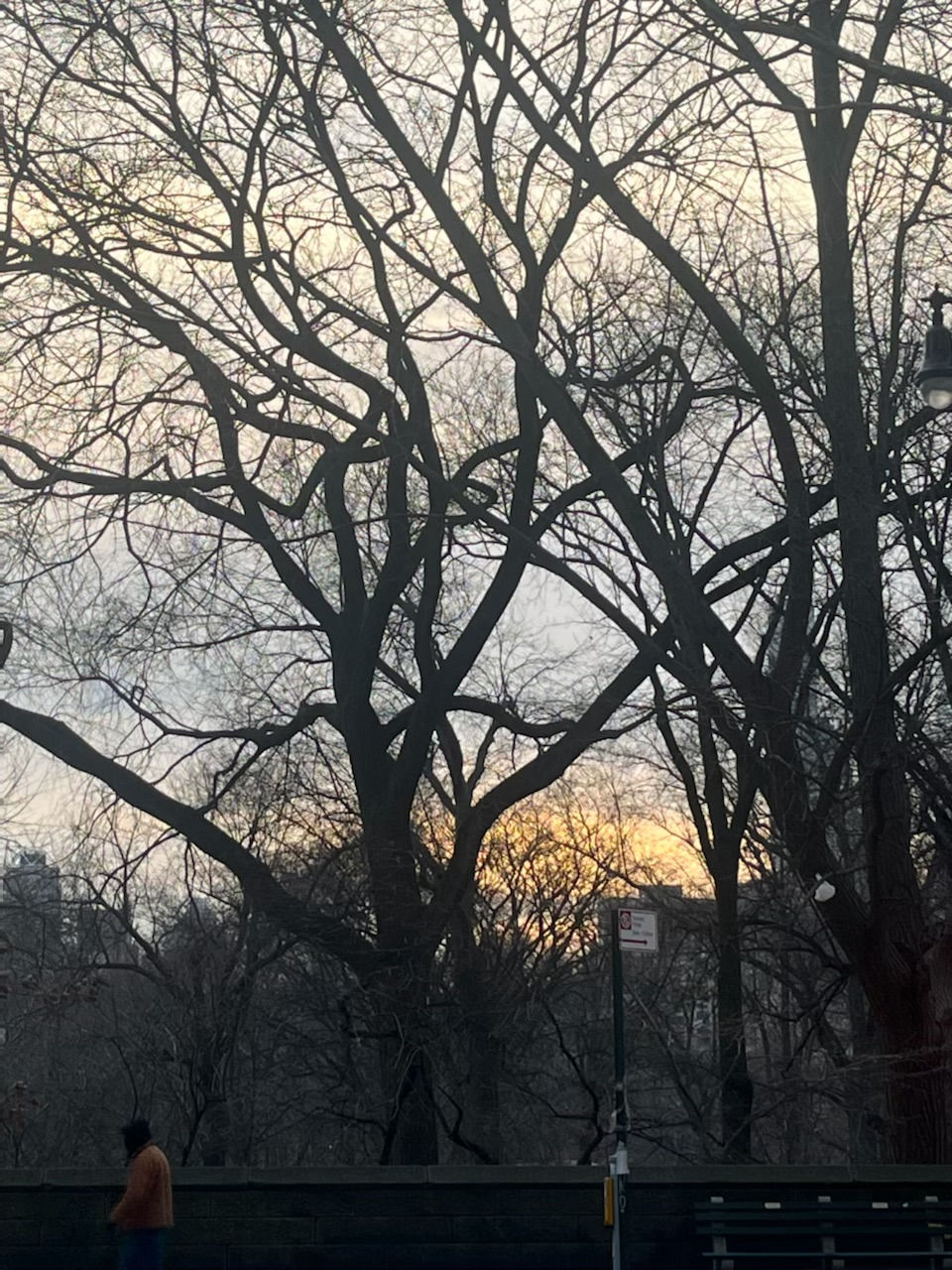 Winter Trees at Sunrise, Captured by Laurence G. Jones, December 31, 2025