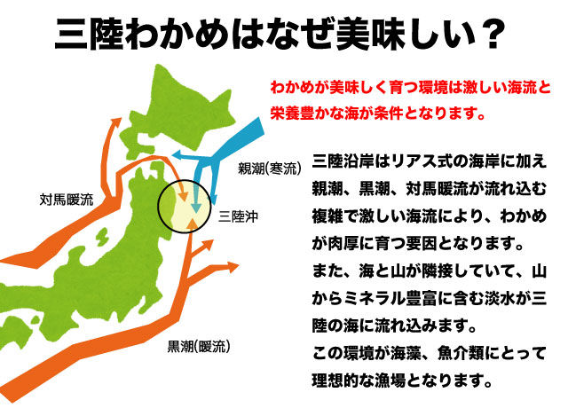三陸わかめはなぜ美味しい