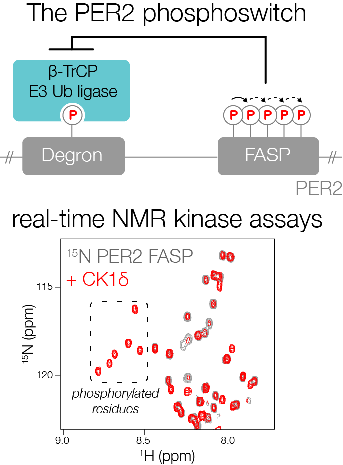 PROTEIN DYNAMICS