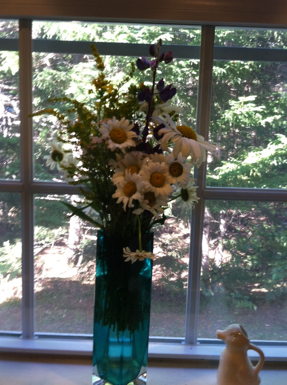 Acadia Dreamscape flowers