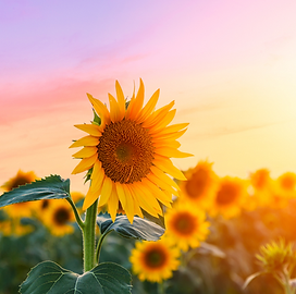 Design sans titre (7).png