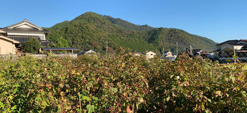 IMG_0479.jpeg