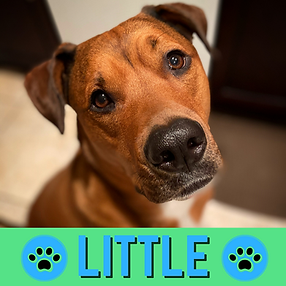 IG LITTLE Profile Pic no frame (1).png