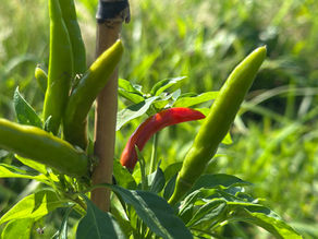 青唐辛子ブーム到来