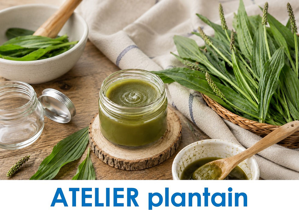 ATELIER Baume au plantain