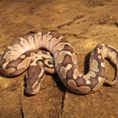Lesser Ball Python