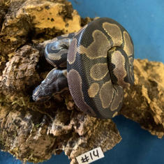 Ball Python #14- Normal- Gender Unknown- Currently Taking Deposits