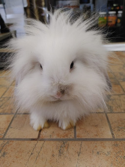 Bunny
