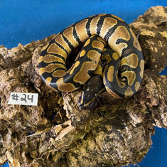 Ball Python #24- Enchi - Hatched: July 27/21