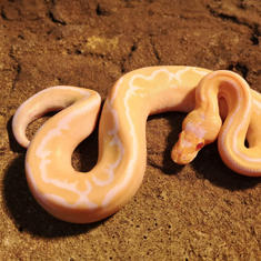 Champagne Albino