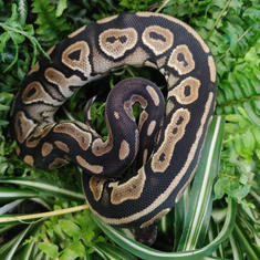 Ball Python