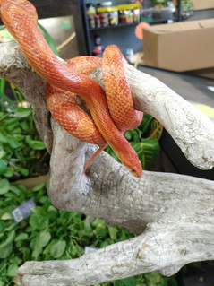 Celery - Male Amel Corn Snake - Pending