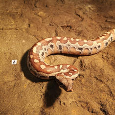 Blood Python #2