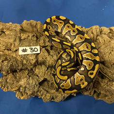 Ball Python #30- Mystic- Gender Unknown- Currently Taking Deposits