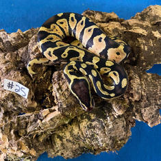 Ball Python #25- Pastel- Gender Unknown- Currently Taking Deposits