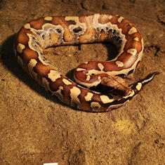 Blood Python #1