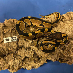Ball Python #32- Enchi- Gender Unknown- Currently Taking Deposits